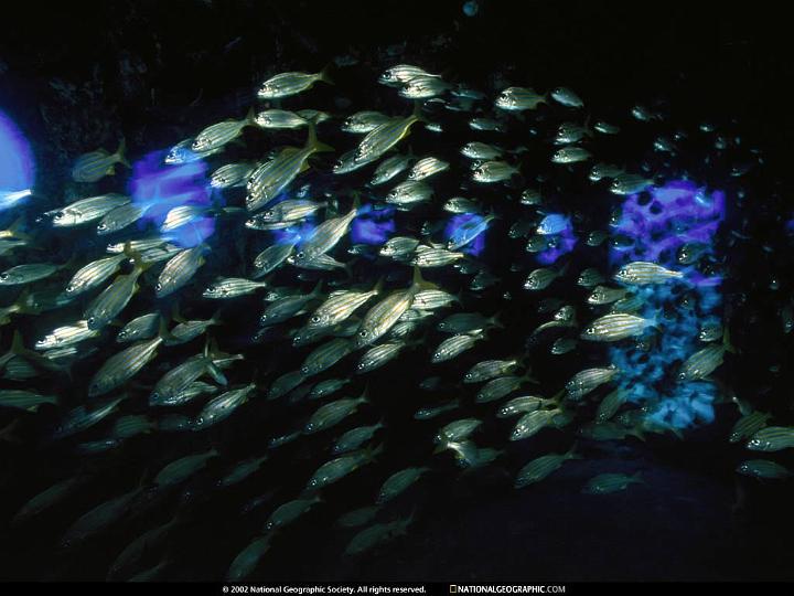 National Geographic Wallpapers 007_jpg